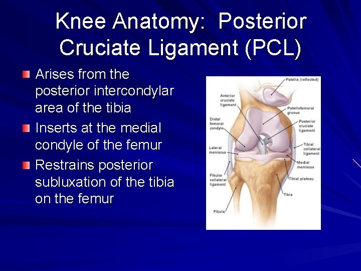 Knee Anatomy: Posterior Cruciate Ligament (PCL) Arises from the posterior intercondylar area of the