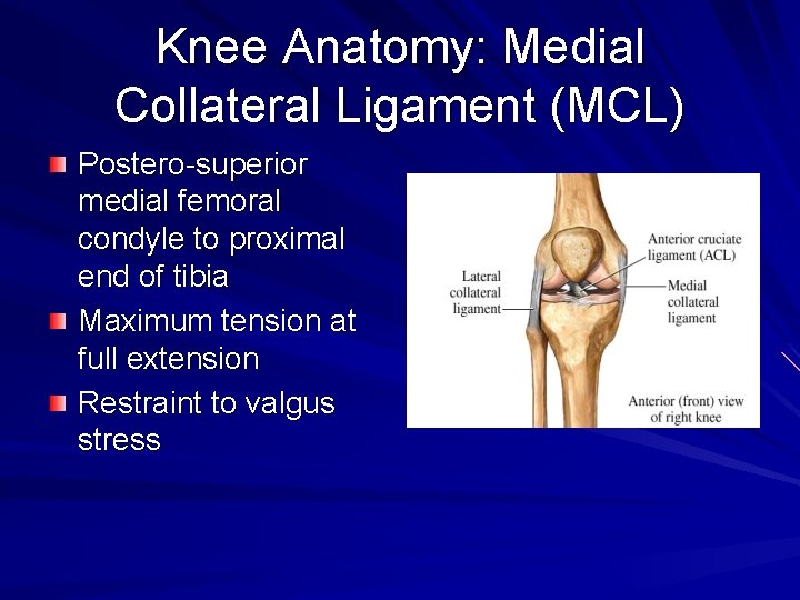 Knee Anatomy: Medial Collateral Ligament (MCL) Postero-superior medial femoral condyle to proximal end of