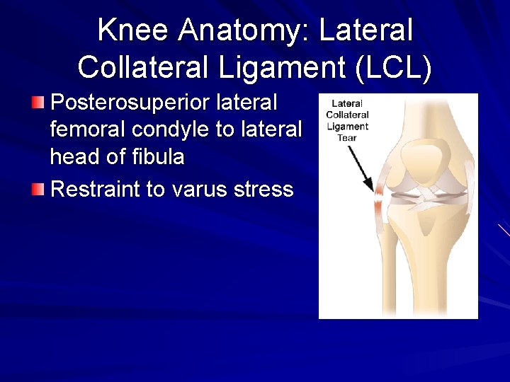 Knee Anatomy: Lateral Collateral Ligament (LCL) Posterosuperior lateral femoral condyle to lateral head of