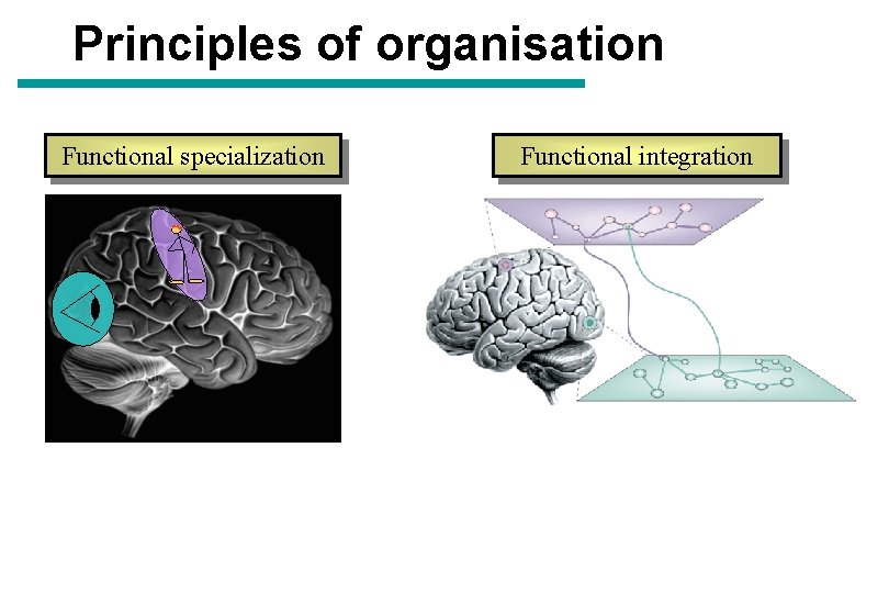 Principles of organisation Functional specialization Functional integration 