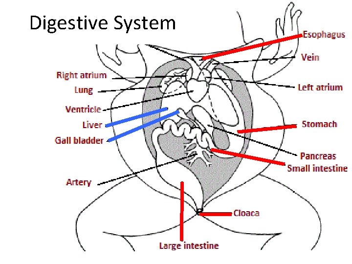 Digestive System 