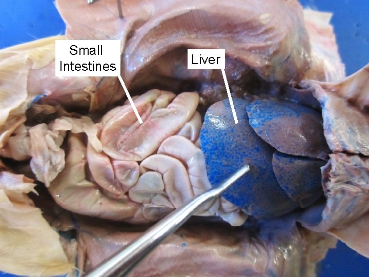 Small Intestines Liver 