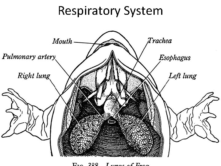 Respiratory System 