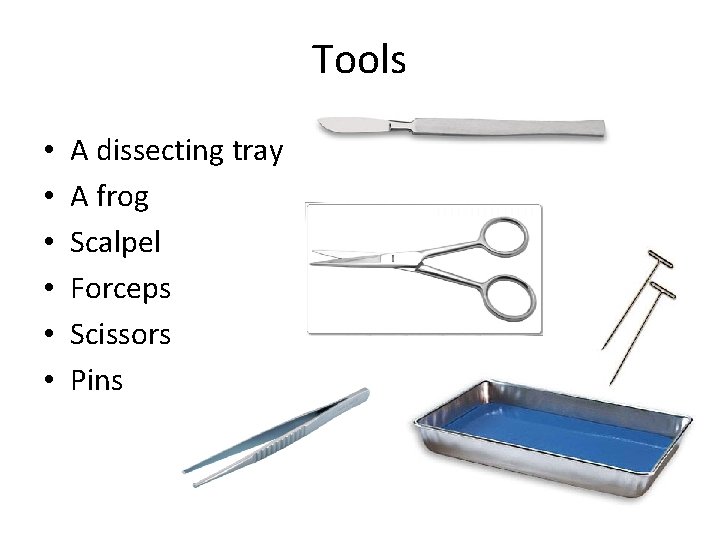 Tools • • • A dissecting tray A frog Scalpel Forceps Scissors Pins 