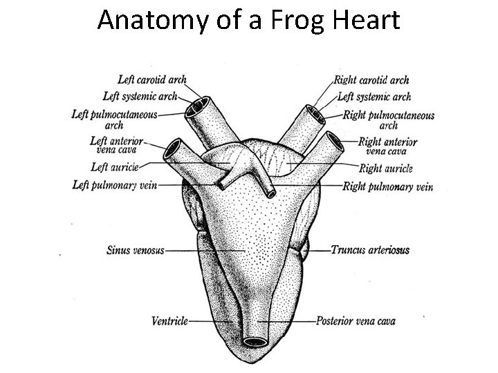 Anatomy of a Frog Heart 