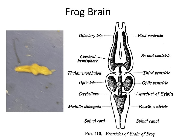 Frog Brain 