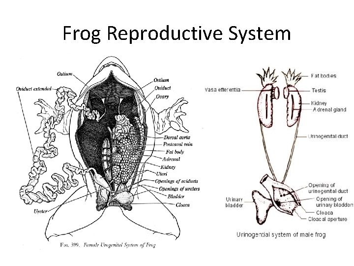 Frog Reproductive System 