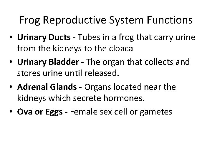 Frog Reproductive System Functions • Urinary Ducts - Tubes in a frog that carry