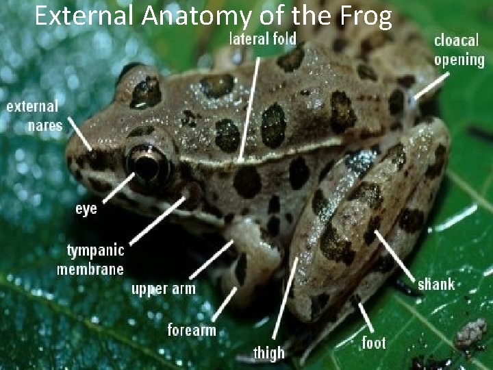 External Anatomy of the Frog 
