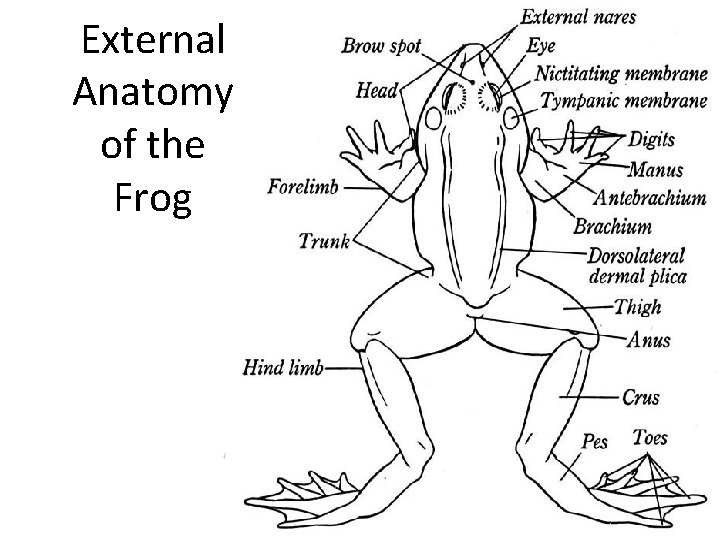 External Anatomy of the Frog 