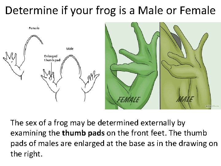 Determine if your frog is a Male or Female The sex of a frog