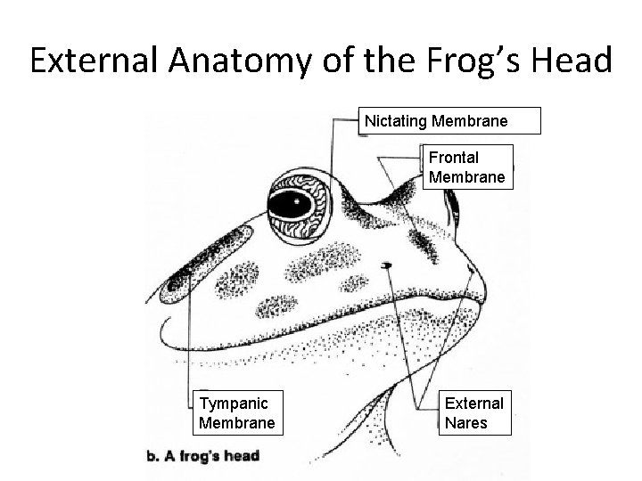 External Anatomy of the Frog’s Head Nictating Membrane Frontal Membrane Tympanic Membrane External Nares