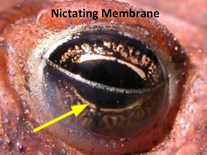Nictating Membrane 
