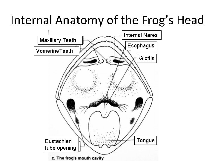 Internal Anatomy of the Frog’s Head Maxillary Teeth Vomerine. Teeth Internal Nares Esophagus Glottis