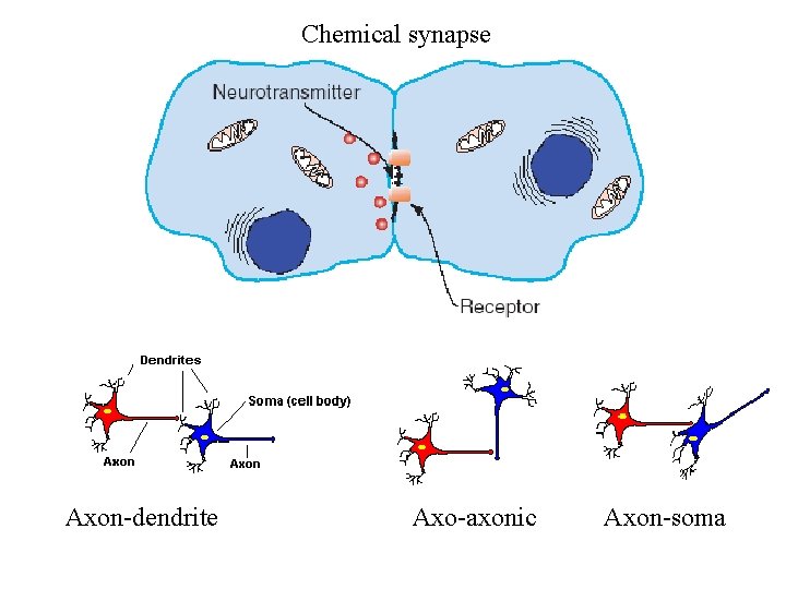 Chemical synapse Axon-dendrite Axo-axonic Axon-soma Chemical synapse Axon-dendrite Axo-axonic Axon-soma