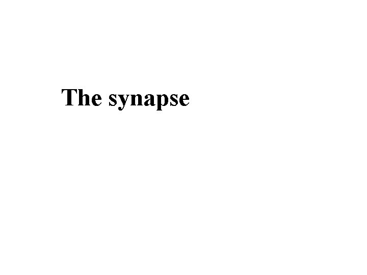 The synapse The synapse