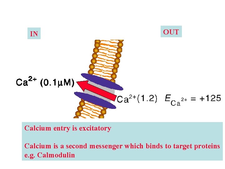 IN OUT Calcium entry is excitatory Calcium is a second messenger which binds to IN OUT Calcium entry is excitatory Calcium is a second messenger which binds to