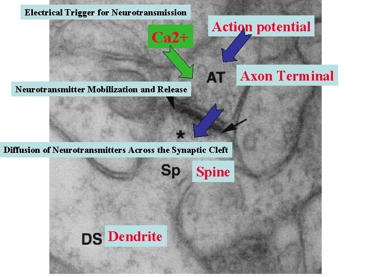 Electrical Trigger for Neurotransmission Ca 2+ Action potential Axon Terminal Neurotransmitter Mobilization and Release Electrical Trigger for Neurotransmission Ca 2+ Action potential Axon Terminal Neurotransmitter Mobilization and Release