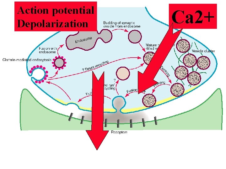 Action potential Depolarization Ca 2+ Action potential Depolarization Ca 2+