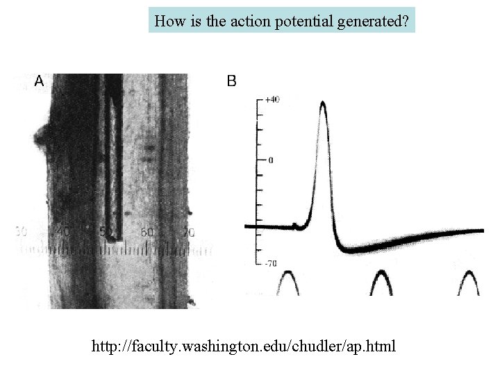 How is the action potential generated? http: //faculty. washington. edu/chudler/ap. html How is the action potential generated? http: //faculty. washington. edu/chudler/ap. html