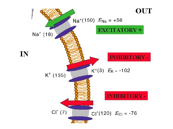 OUT EXCITATORY + IN INHIBITORY - OUT EXCITATORY + IN INHIBITORY -
