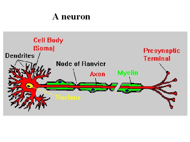 A neuron A neuron