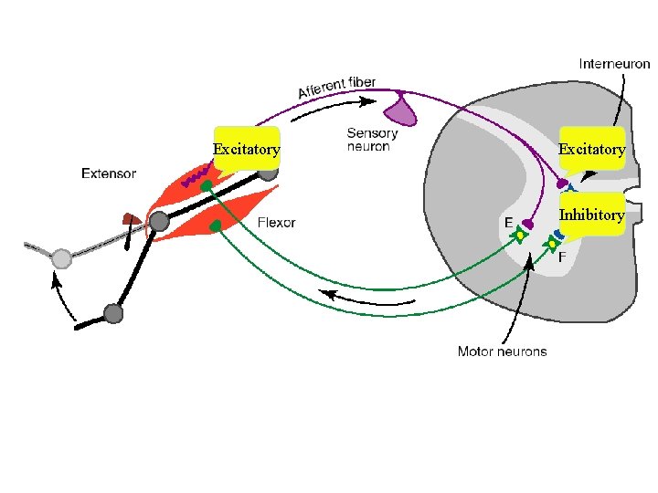Excitatory Inhibitory Excitatory Inhibitory