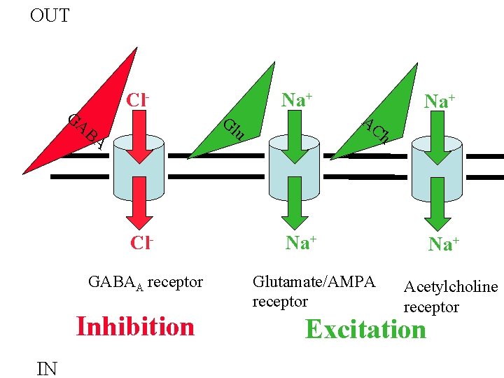 OUT GA Cl. BA u Cl. GABAA receptor Inhibition IN Gl Na+ AC Na+ OUT GA Cl. BA u Cl. GABAA receptor Inhibition IN Gl Na+ AC Na+