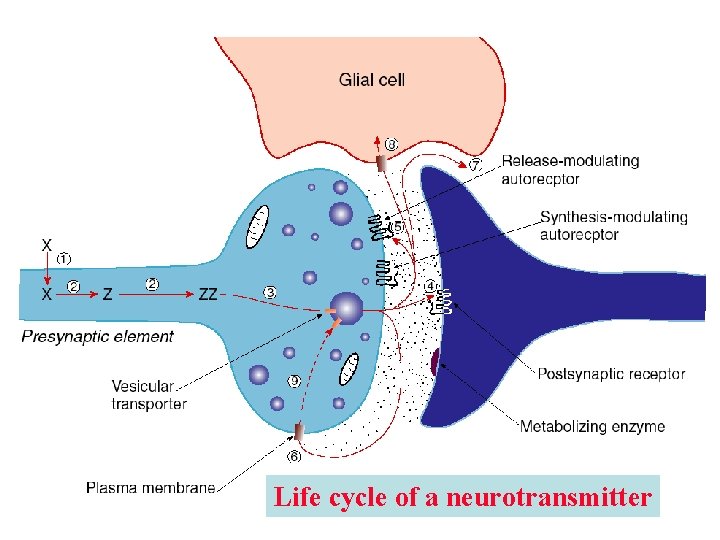 Life cycle of a neurotransmitter Life cycle of a neurotransmitter