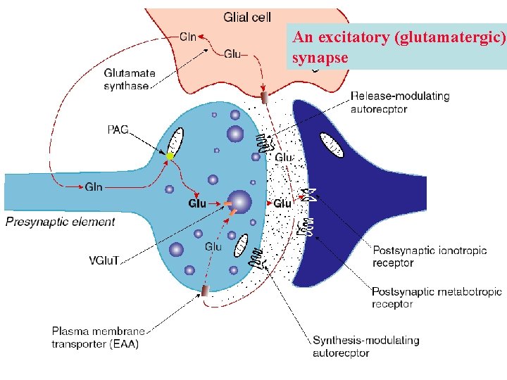 An excitatory (glutamatergic) synapse An excitatory (glutamatergic) synapse