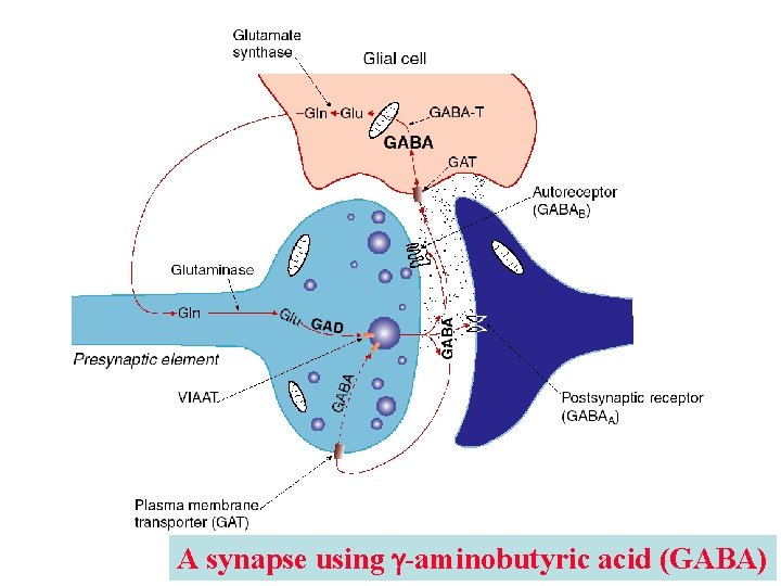 A synapse using g-aminobutyric acid (GABA) A synapse using g-aminobutyric acid (GABA)
