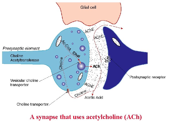 A synapse that uses acetylcholine (ACh) A synapse that uses acetylcholine (ACh)