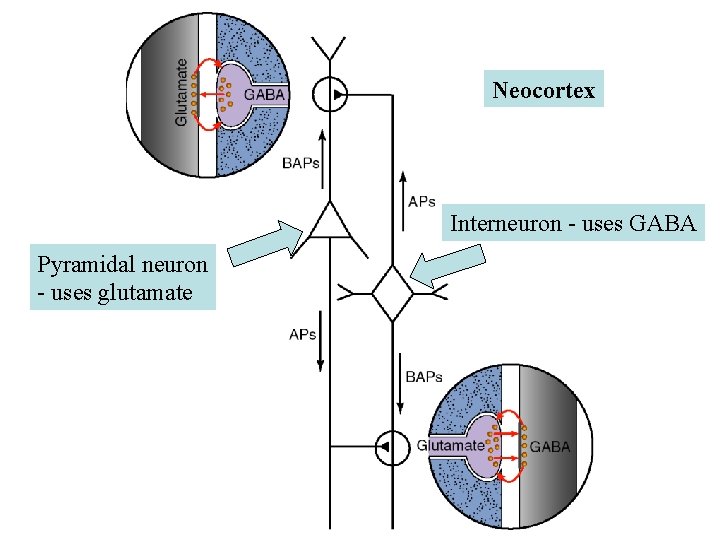 Neocortex Interneuron - uses GABA Pyramidal neuron - uses glutamate Neocortex Interneuron - uses GABA Pyramidal neuron - uses glutamate