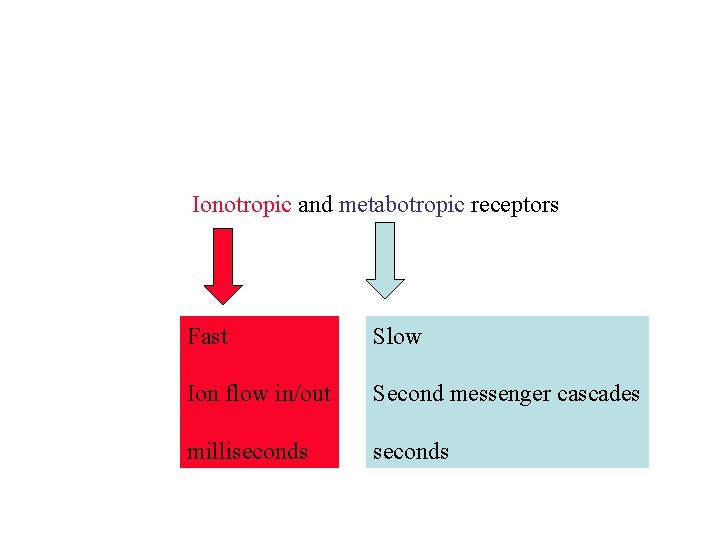 Ionotropic and metabotropic receptors Fast Slow Ion flow in/out Second messenger cascades milliseconds Ionotropic and metabotropic receptors Fast Slow Ion flow in/out Second messenger cascades milliseconds