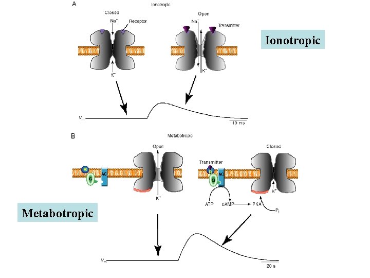 Ionotropic Metabotropic Ionotropic Metabotropic