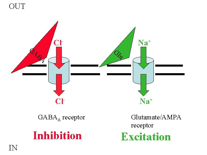 OUT GA Cl. BA u Cl. GABAA receptor Inhibition IN Gl Na+ Glutamate/AMPA receptor OUT GA Cl. BA u Cl. GABAA receptor Inhibition IN Gl Na+ Glutamate/AMPA receptor