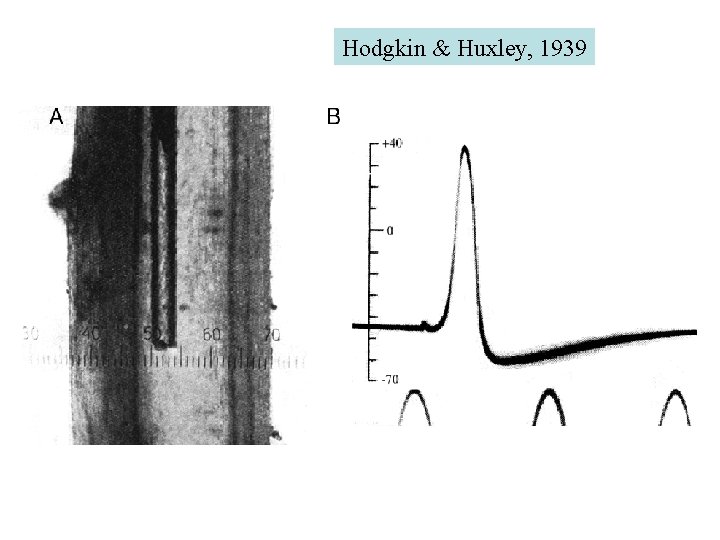 Hodgkin & Huxley, 1939 Hodgkin & Huxley, 1939