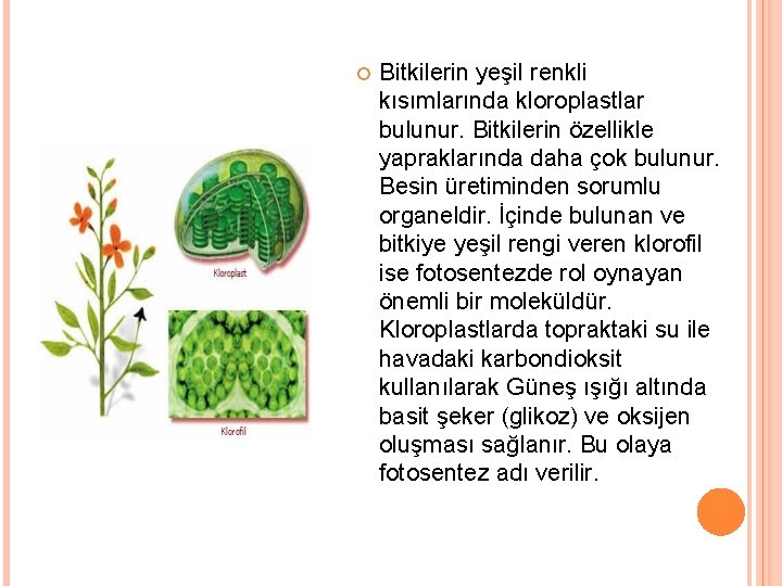  Bitkilerin yeşil renkli kısımlarında kloroplastlar bulunur. Bitkilerin özellikle yapraklarında daha çok bulunur. Besin