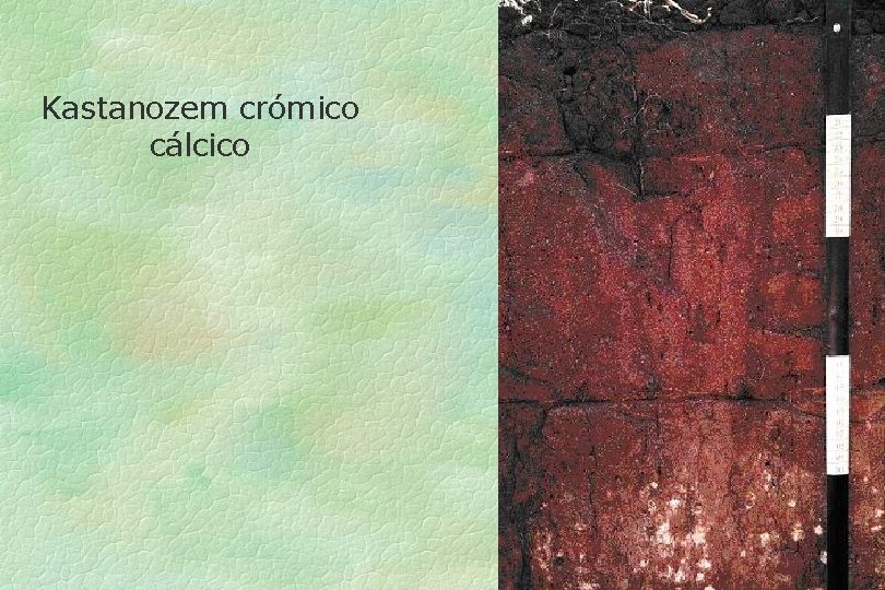 Kastanozem crómico cálcico 