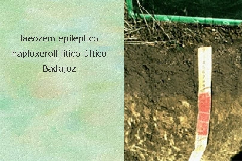faeozem epileptico haploxeroll lítico-últico Badajoz 