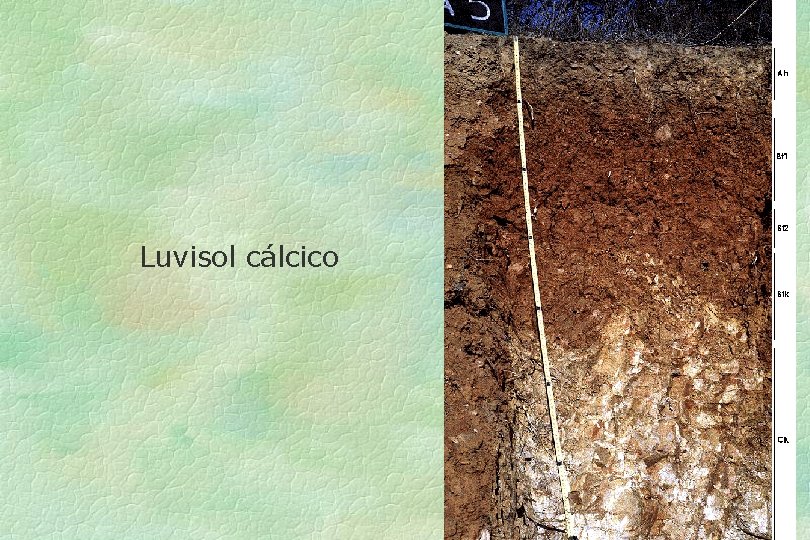 Luvisol cálcico 