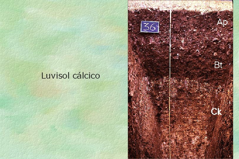 Luvisol cálcico 