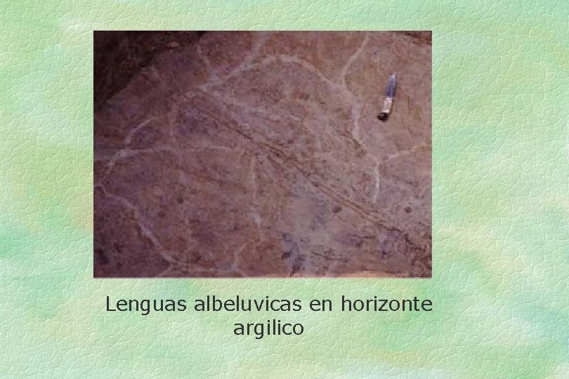 Lenguas albeluvicas en horizonte argilico 