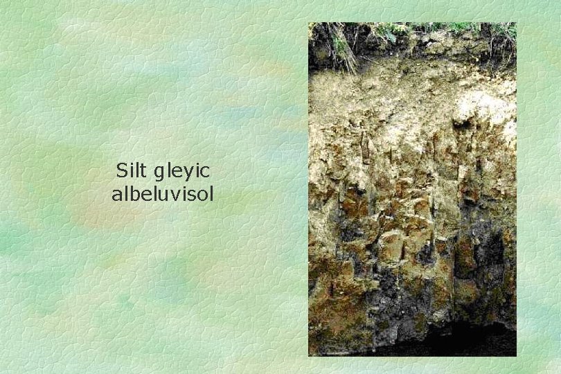 Silt gleyic albeluvisol 