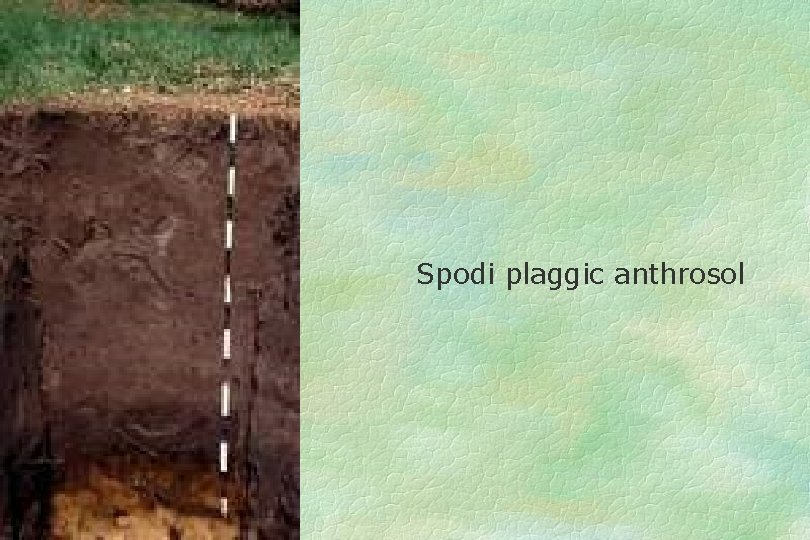 Spodi plaggic anthrosol 