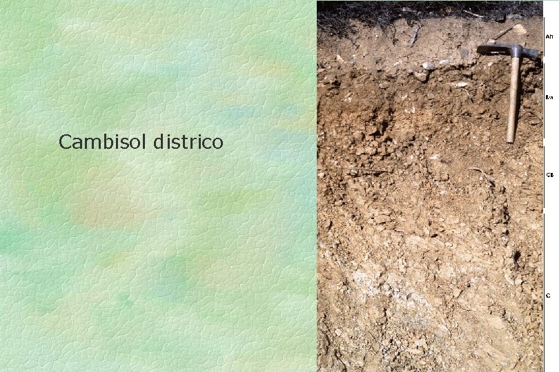 Cambisol districo 