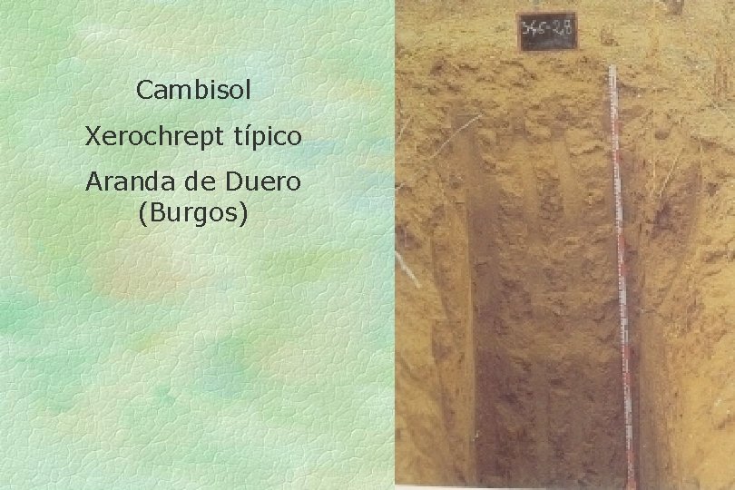 Cambisol Xerochrept típico Aranda de Duero (Burgos) 