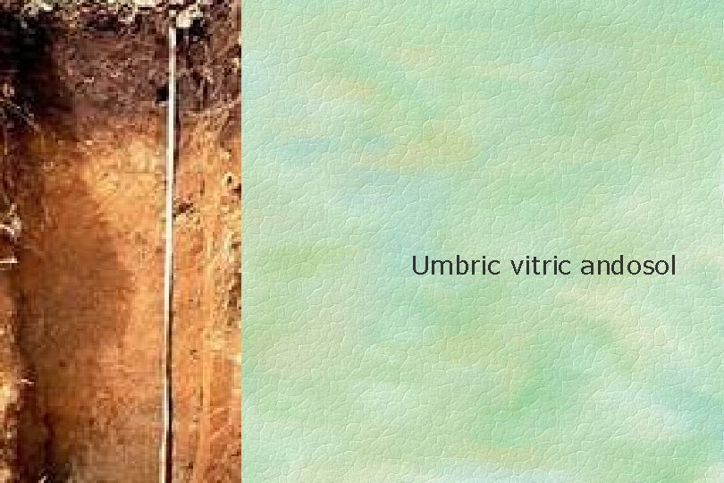 Umbric vitric andosol 