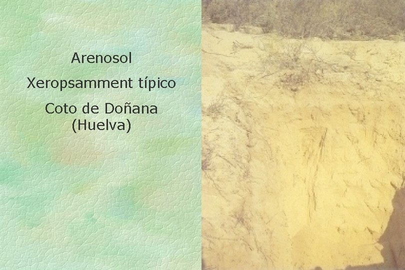 Arenosol Xeropsamment típico Coto de Doñana (Huelva) 