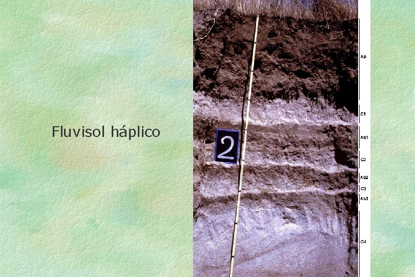 Fluvisol háplico 